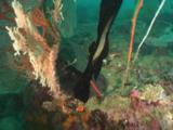 Juvenile Pinnate Batfish (Dusky Batfish), Platax Pinnatus, Swims Past Gorgonian Sea Fans