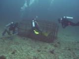 Scuba Divers Around Brown-Marbled Grouper, Epinephelus Fuscoguttatus, In Disused Fish Trap