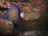 Blue Ring Angelfish, Pomacanthus Annularis, In Cave