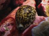 Tiger Cowrie (Tiger Cowry), Cypraea Tigris, On Rock Covered In Red Coralline Algae