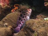Coral Hawkfish, Cirrhitichthys Oxycephalus, Flees