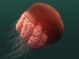 Injured Rhizostome Jellyfish, Crambione Mastigophora