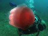 Scuba Diver Watches Rhizostome Jellyfish, Crambione Mastigophora