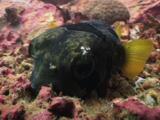 Near-Dead Black-Blotched Porcupinefish, Diodon Liturosus, Injured By Blast Fishing, Moves Eye