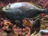 Greyface Morays, Gymnothorax Thyrsoideus, With Dead Streaked Spinefoot (Java Rabbitfish), Siganus Javus, Killed By Blast Fishing