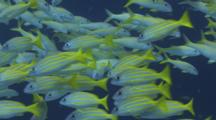 Schools Of Yellowstripe Goatfish, Mulloidichthys Flavolineatus, And Bluestripe Snapper, Lutjanus Kasmira