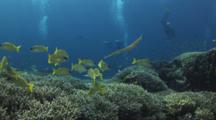 Bluespotted Cornetfish (Smooth Flutemouth), Fistularia Commersonii, And Bluestripe Snapper, Lutjanus Kasmira, Over Staghorn Coral, Acropora Robusta