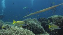 Bluespotted Cornetfish (Smooth Flutemouth), Fistularia Commersonii, Follows Bluestripe Snapper, Lutjanus Kasmira, Over Staghorn Coral, Acropora Robusta