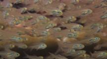 School Of Swallowtail Cardinalfish, Rhabdamia Cypselura