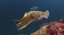 Pharaoh Cuttlefish, Sepia Pharaonis, Swims Backwards Away From Camera