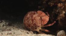 Variable Coral Crab, Carpilius Convexus, Crawling Over Hard Coral