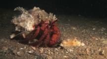 White-Spotted Hermit Crab, Dardanus Megistos, Crawling Across Sand At Night
