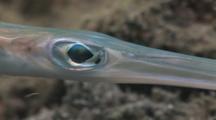 Bluespotted Cornetfish (Smooth Flutemouth), Fistularia Commersonii. Pan From Eye To Mouth