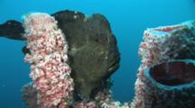 Green Giant Frogfish, Antennarius Commerson, On Pink Branching Tube Sponge