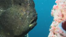 Green Giant Frogfish, Antennarius Commerson, On Pink Branching Tube Sponge