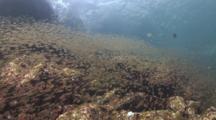 School Of Swallowtail Cardinalfish, Rhabdamia Cypselura, Over Rocky Reef