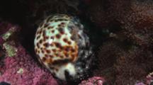 Tiger Cowrie (Tiger Cowry), Cypraea Tigris, With Partly Closed Mantle