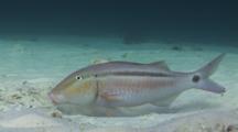 Dash-And-Dot Goatfish, Parupeneus Barberinus, Hunts By Sifting Through Sand With Barbels