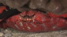 Splendid Round Crab, Etisus Splendidus, Upside Down Under Lobe Coral, Porites Lobata