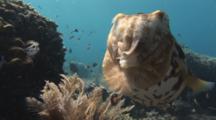 Broadclub Cuttlefish, Sepia Latimanus, Pulls Egg Capsule Out Of Coral Reef