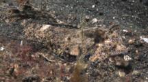 Male Fingered Dragonet, Dactylopus Dactylopus, Camouflaged On Volcanic Sand