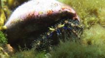 Hairy Red Hermit Crab, Dardanus Lagopodes, In Turtle Weed, Chlorodesmis Fastigiata