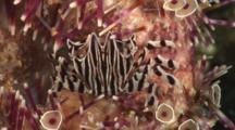 Zebra Crab, Zebrida Adamsii, On Flower Urchin, Toxopneustes Pileolus