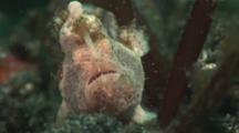Painted Frogfish, Antennarius Pictus, Waves Its Lure Or Esca