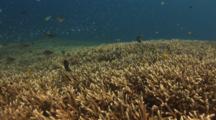 Colony Of Staghorn Coral, Acropora Robusta, Recovering After Previous Blast Fishing