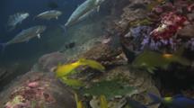 Goldsaddle Goatfish, Parupeneus Cyclostomus, And Doublespotted Queenfish, Scomberoides Lysan, Hunting, And Titan Triggerfish, Balistoides Viridescens