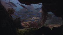 Dark-Banded Fusiliers, Pterocaesio Tile, Swim Past Underwater Cave