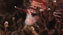 Spotfin Lionfish, Pterois Antennata, Amongst Fire Coral