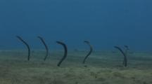 Dusky Garden Eels, Heteroconger Enigmaticus, In Sand Burrows