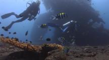 Scuba Divers, Table Coral And Damsels At The Stern Of The Usat Liberty Shipwreck At Tulamben, Bali
