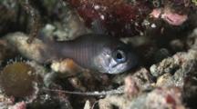 Ghost Cardinalfish, Nectamia Fusca Or Samoan Cardinalfish, Nectamia Savayensis