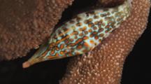 Harlequin Filefish, Oxymonacanthus Longirostris, Sheltering In Hard Coral At Night