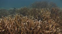 Colony Of Acropora Formosa Staghorn Coral