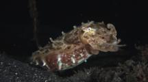 Broadclub Cuttlefish, Sepia Latimanus, At Night
