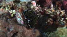 Gold-Speckled Flatworm, Thysanozoon Nigropapillosum, Crawls Over Coral Reef