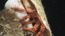 White-Spotted Hermit Crab, Dardanus Megistos, In Cone Shell, Feeding