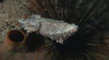 Dwarf Cuttlefish, Sepia Bandensis, With Black Longspine Urchin, Diadema Setosum