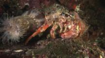 Anemone Hermit Crab, Dardanus Pedunculatus, Carrying Sea Anemones, Calliactis Polypus