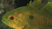 Bullseye Cardinalfish, Apogonichthyoides Nigripinnis