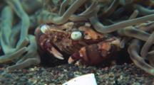 Swimming Crab, Carupa Sp., Under Long-Tentacle Anemone, Macrodactyla Doreensis