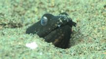 Napoleon Snake Eel, Ophichthus Bonaparti, Buried In Sand With Only Head Showing
