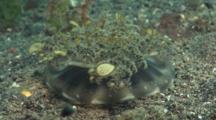 Upside-Down Jellyfish, Cassiopea Xamachana, On Sand