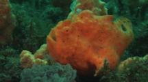 Orange Painted Frogfish, Antennarius Pictus, Camouflaged Next To Sponge. Side View