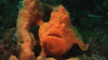 Orange Painted Frogfish, Antennarius Pictus, Camouflaged Next To Sponge. Front View