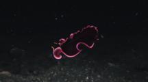 Glorious Flatworm, Pseudobiceros Gloriosus, Swimming At Night