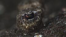 Leopard Flounder, Bothus Pantherinus, Camouflaged In Volcanic Sand. Close Up Of Eyes